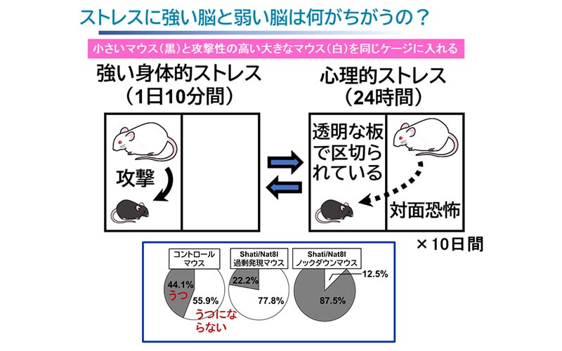 ストレスに強い脳と弱い脳は何が違うの？