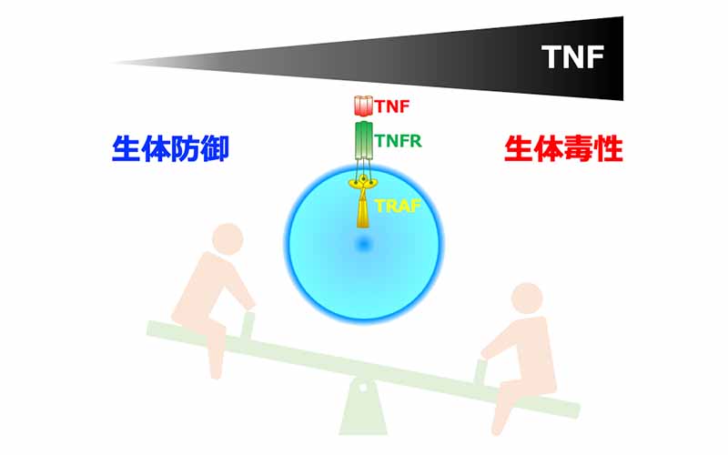 TNFは諸刃の剣